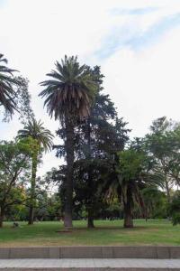un grupo de palmeras en un parque en Excelente piso en el corazón de Palermo -5 PAX- en Buenos Aires