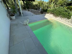 un chat blanc assis à côté d'une piscine dans l'établissement Villa del 1700 immersa nel verde, Poggio al Sole Vieste, à Vieste