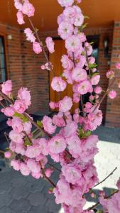 um ramo de flores cor-de-rosa numa árvore em In Love With Norway em Larvik
