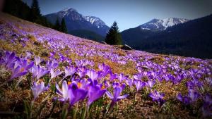a field of purple flowers on a mountain at Malinovy Sen II in Habovka