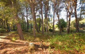 a wooded area with trees and grass and a path at Trullo 1474 in Ceglie Messapica