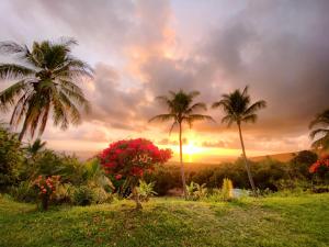 um grupo de palmeiras com um pôr-do-sol ao fundo em Kona Bayview Inn em Captain Cook