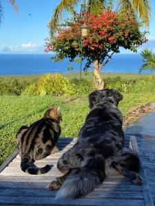 un gato y dos perros tirados en un muelle en Kona Bayview Inn en Captain Cook