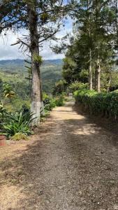 a dirt road in the middle of a forest at Quinta privada con cabaña y piscina temperada in Cartago
