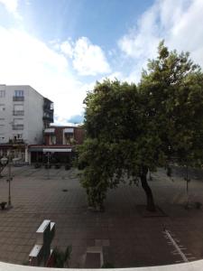 a tree in the middle of a courtyard with benches at Centar Apartment in Gevgelija