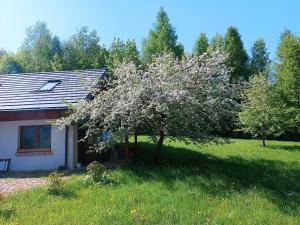 uma árvore num campo ao lado de uma casa em Nad stawem em Mrągowo