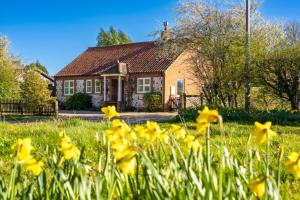 a house with yellow flowers in front of it at Brambles in Brancaster