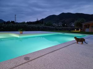Domáce zviera alebo zvieratá hostí v ubytovaní Agriturismo Sa Jana Holidays - Adults Only
