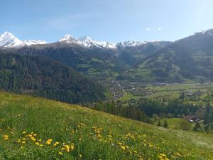 a field of flowers on a hill with mountains at Lampeterhof in Matrei in Osttirol