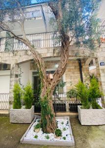 a tree in front of a building at Apartment OLIVA1 in Petrovac na Moru