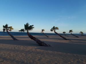 Une rangée de palmiers sur la plage dans l'établissement Charmant studio rénové vue mer 3 pers Wifi Box TV, au Barcarès