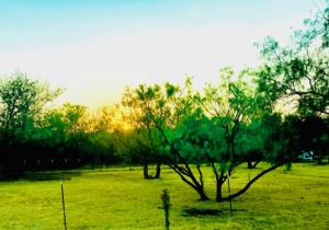 a tree in the middle of a green field at Farm Charm 