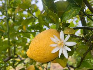 an orange hanging from a tree with a white flower at BellaLimone in Calatabiano