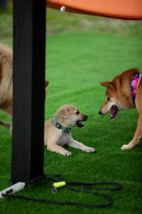 Domácí mazlíčci ubytovaní s hosty v ubytování iGo Glamz 爱狗露营 Pet Friendly Glamping