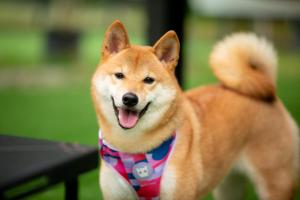 Domácí mazlíčci ubytovaní s hosty v ubytování iGo Glamz 爱狗露营 Pet Friendly Glamping
