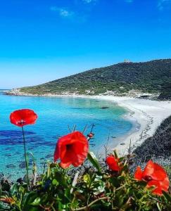 - une vue sur la plage avec des fleurs rouges et l'océan dans l'établissement La Balagne ça nous gagne, à Algajola