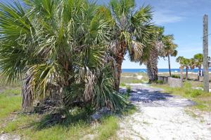 a palm tree on a sandy path near the beach at Stay Salty in Saint Joe Beach
