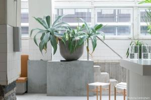 a potted plant sitting on a concrete block in a room at KIRO Hiroshima by THE SHARE HOTELS in Hiroshima