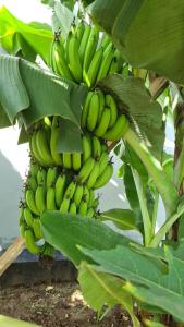 Fotografie z fotogalerie ubytování Blossom House Zanzibar v destinaci Kitongani