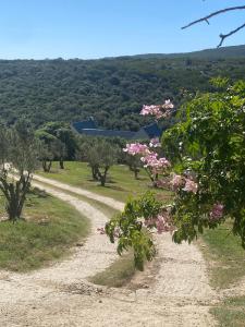 a dirt road with pink flowers and trees at Long Thin Farm in Stilbaai