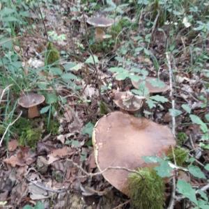 un gruppo di funghi sul pavimento della foresta di La maison du village a Encausse-les-Thermes