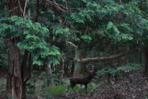 Fotografie z fotogalerie ubytování 星空に包まれる 森の隠れ家　Amrita Lodge ~stay & retreat~ v destinaci Kirišima