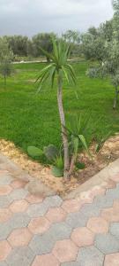 a palm tree sitting next to a brick walkway at Renaissance in Bou Ficha