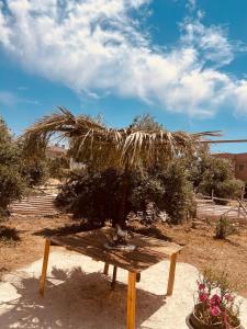 een houten tafel met een plant erop bij IBN Khaldoon in Madaba