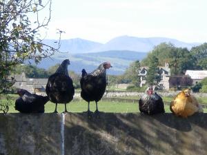 a group of chickens sitting on top of a wall at Keepers Lodge in Carnforth
