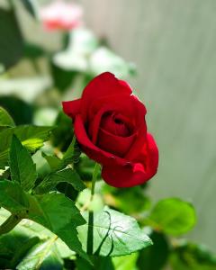 a red rose sitting on top of a plant at Hotel Kanchan Dehradun in Dehradun