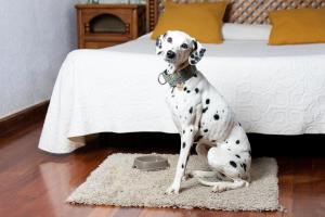 a dog sitting on a rug in front of a bed at Hotel Rural El Refugio in Tejeda