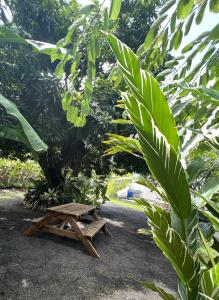 PiraePare LODGE TAHITI的木餐桌,坐在树旁