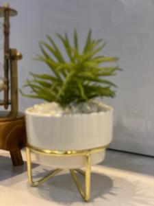 a potted plant sitting on a gold chair at HOUSE 27 HABITAT in Lagos