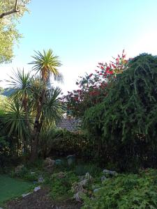a garden with palm trees and pink flowers at Il Glicine appartamento vacanze, non solo mare! in Casarza Ligure