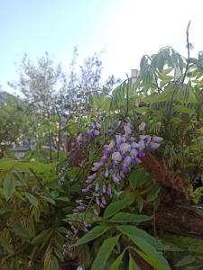 a bunch of purple flowers in a garden at Il Glicine appartamento vacanze, non solo mare! in Casarza Ligure