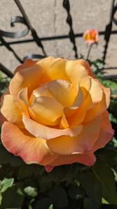 a close up of a yellow and orange rose at La Cañota Suite King Rooms Adults Only in Talara