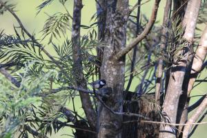 een vogel op de tak van een boom bij Rohana Estate Lodging & Camping in Kandy