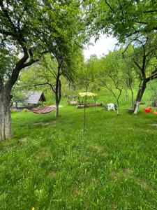 einen Park mit Bäumen und einer Hängematte im Gras in der Unterkunft Casa Titiana Suncuius in Şuncuiuş