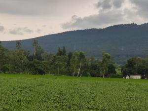 Galería fotográfica de The Olive Greens en Pāonta Sāhib