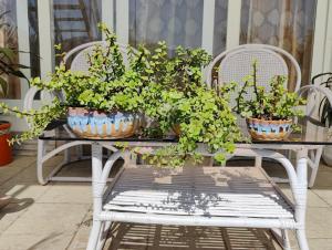 three potted plants sitting on a table on a patio at The Olive Greens in Pāonta Sāhib