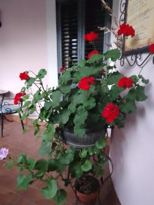 a potted plant with red flowers in a window at Al Geranio B&B in Furore