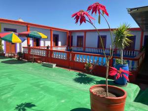 pusary hostel في أريكيبا: منزل فيه نبات في وعاء على فناء