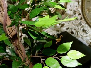 un lagarto verde en una planta con hojas en Stunningly Opulent Gold Apartment Near Sheffield FULL SKY TV, en Rotherham