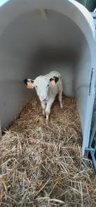 Zvířata v prázdninového domu nebo okolí