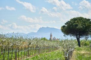 Agriturismo Borgonuovo في ريميني: كرم مع كنيسة وشجرة في الخلفية