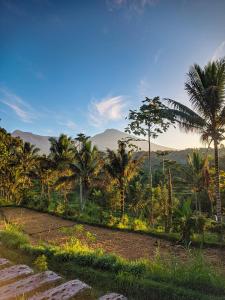 vistas a una selva con palmeras y montañas en Tetabatu Rice Terrace Homestay, en Tetebatu