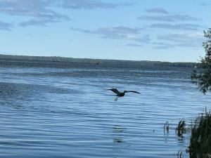 a bird flying over a body of water at Snug Harbour Cottage and Marina in Kawartha Lakes