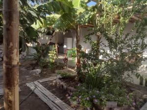 a garden with a tree and some plants at flying monkey hostel in Nazca