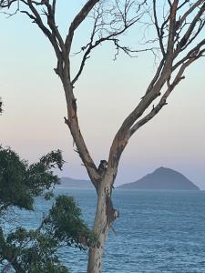 a tree by the water with a mountain in the background at Tranquil Escape - Koala Hotspot - 2 Bed 2 Bath Apt Spectacular Sea Views in Soldiers Point