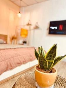 a potted plant sitting on a table in a bedroom at Lagom studio 18 - đẹp và yên bình, kế bên dinh độc lâp, nhà thờ Đức Bà, đường Nguyễn Du, phường Bến Nghé, Quận 1 in Ho Chi Minh City